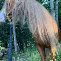 Stalloncino pony welsh
