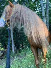 Stalloncino pony welsh