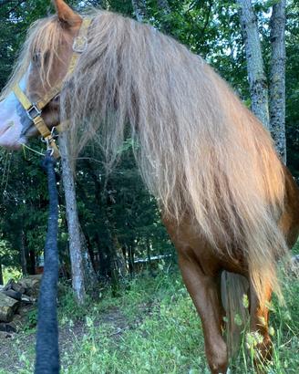 Stalloncino pony welsh