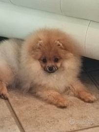 Volpino di Pomerania nano