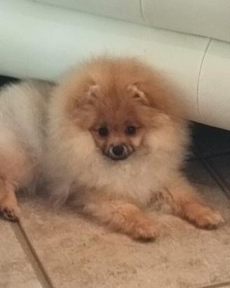 Volpino di Pomerania nano