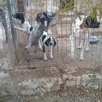 Cucciolo cane da ferma(caccia)