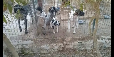 Cucciolo cane da ferma(caccia)