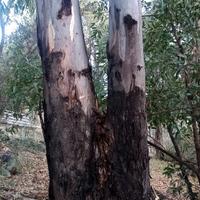 Legna da ardere di eucalipto in cambio di potatura