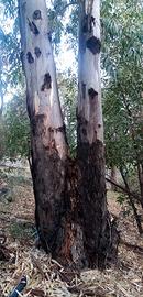 Legna da ardere di eucalipto in cambio di potatura