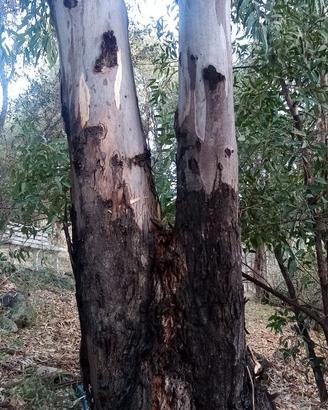 Legna da ardere di eucalipto in cambio di potatura