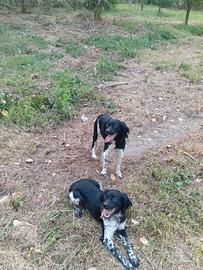 epagneul breton cuccioli maschi