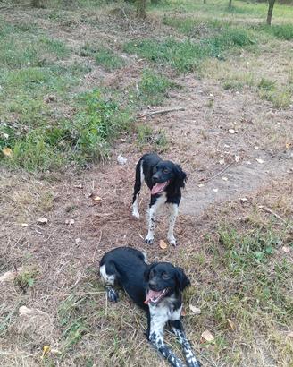 epagneul breton cuccioli maschi
