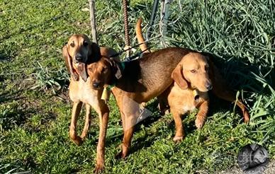 Cani da caccia