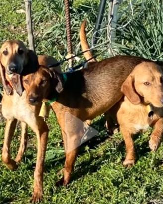 Cani da caccia