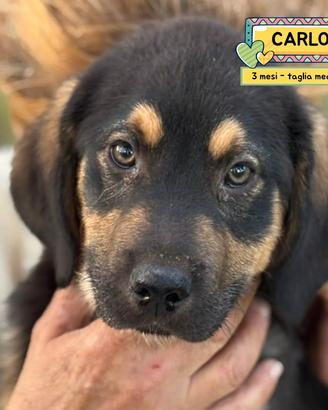 CARLO cucciolo taglia media in adozione 3 mesi