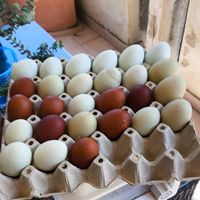 Saranno pulcini ornamentali