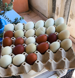 Saranno pulcini ornamentali