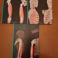 CD -ROM Anatomia dell' apparato locomotore