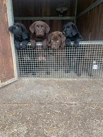Labrador neri e marroni con pedigree