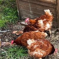 Galline ovaiole