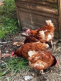 Galline ovaiole