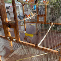 Canarini vari leggere