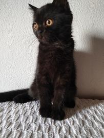 Gatto Schottish
