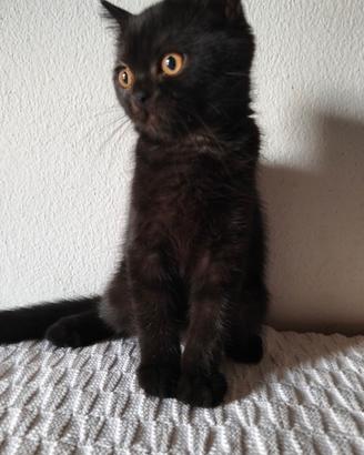 Gatto Schottish