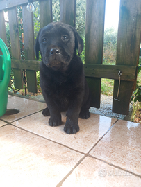 Cuccioli labrador retriever con pedigree