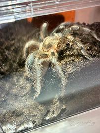 Aphonopelma seemanni - Migale