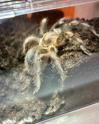 Aphonopelma seemanni - Migale