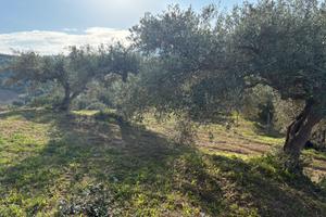 Terreno con ulivi