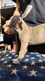 Cuccioli di American Pitbull terrier con pedigree