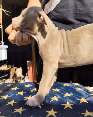 Cuccioli di American Pitbull terrier con pedigree