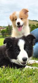 Border Collie cuccioli con pedigree