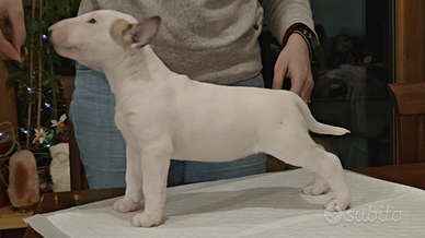 Cuccioli bull terrier