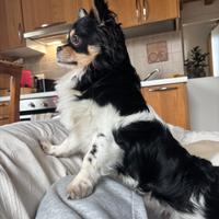 Chihuahua a pelo lungo per fidanzamento