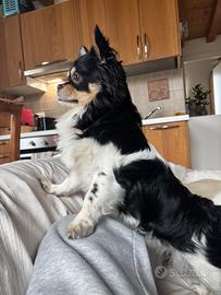 Chihuahua a pelo lungo per fidanzamento