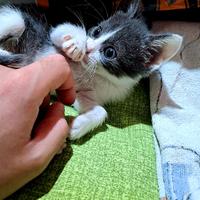Cucciolo di gatto maschietto