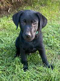 Cuccioli di Labrador color nero