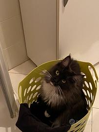 Maine Coon
