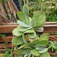 piante grasse vari tipi cactus