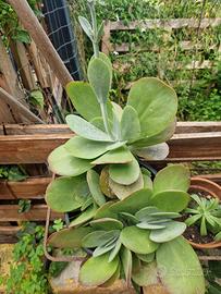 piante grasse vari tipi cactus