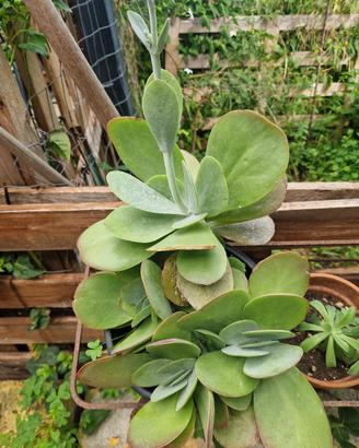 piante grasse vari tipi cactus