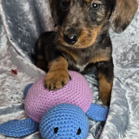 Bassotto taglia nano