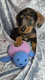 Bassotto taglia nano