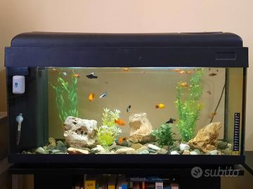 Acquario