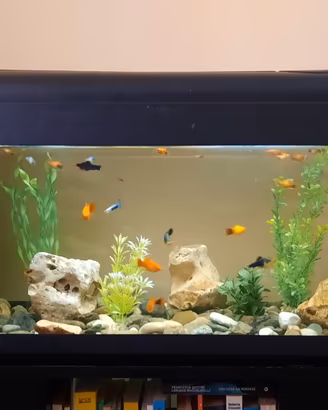 Acquario