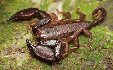 Scorpioni