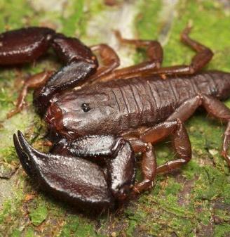 Scorpioni