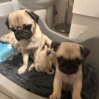 Cuccioli di carlino con pedigree