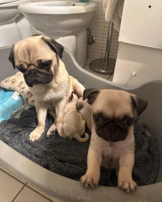 Cuccioli di carlino con pedigree