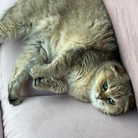 Gattina scottish fold