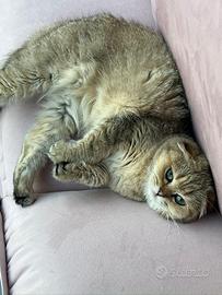 Gattina scottish fold